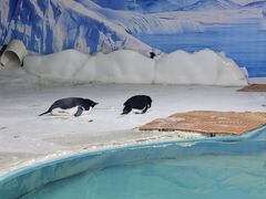 -海合安武汉极地海洋公园