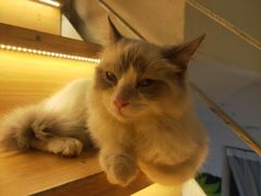 -喵喵咪呀布偶猫咖(春熙路店)