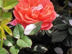 -高东镇樱花园