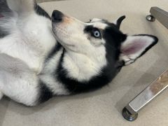 -共舞时光猫咖·狗咖(新街口店)