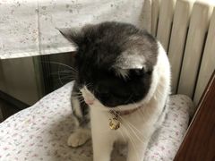 -海边的猫和咖啡馆