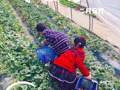 -小鱼草莓采摘园农家乐·小鱼餐厅