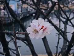 -上海辰山植物园