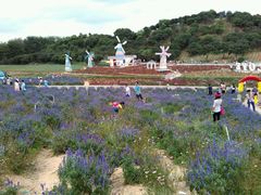 -松山湖梦幻百花洲