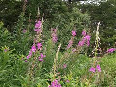 -白草畔自然风景区