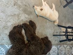 -more than meow吴止猫主题餐厅(承德 中船汇店)