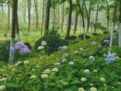 -合肥滨湖国家森林公园