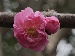 -秋霞圃