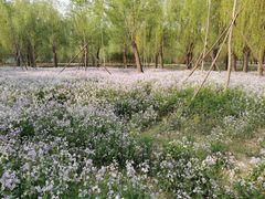 -将府公园