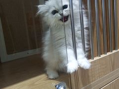 -老吴的猫·猫舍(新区店)