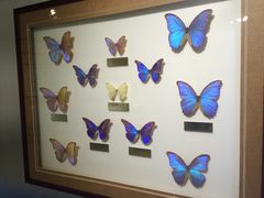 -上海昆虫博物馆