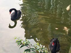 -茵特拉根酒店·西餐厅