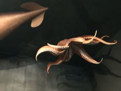 -美国自然历史博物馆