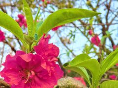 -南国桃园旅游度假区