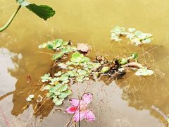 -南宁良凤江国家森林公园