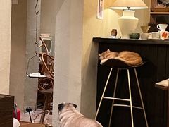 -Silly Dog Coffee(滨江店)