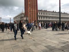 -圣马尔谷圣殿宗主教座堂