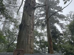 -天目山大树王景区