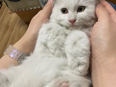 -萌兽医馆·眼科·异宠专科(三里屯店)