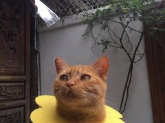 -喵屿·大理花园猫咖