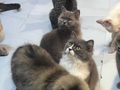 -我爱猫咪·猫咖·狗咖·安哥拉兔·羊驼咖(小寨华旗店)