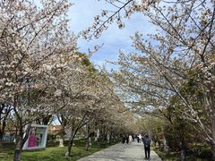 -高东镇樱花园