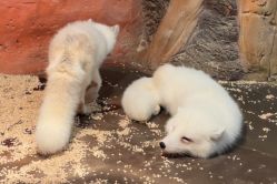 -Zoolung Zoolung动物主题公园(海信广场店)