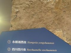 -湖南省地质博物馆