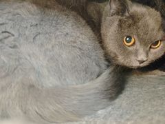 -瑞派·关忠动物医院·猫专科·犬专科(三环新城店)