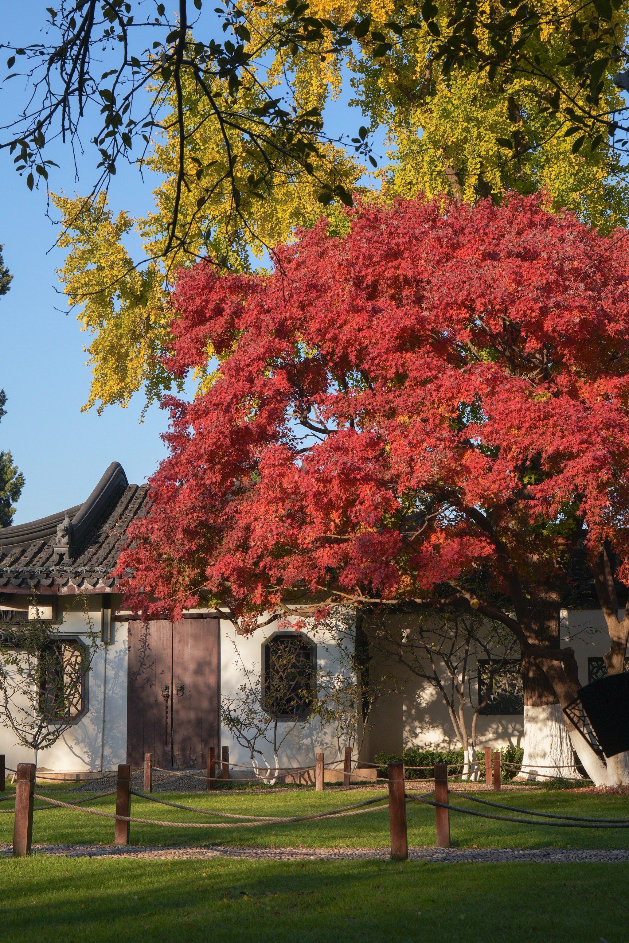 南京|市区最美一棵红枫🍁,中式园林的情调