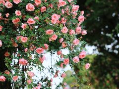 -鹅湖玫瑰文化园