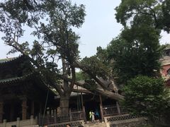 -晋祠公园