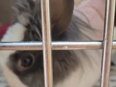 -北京观赏动物医院·24小时大型综合·猫专科·异宠专科
