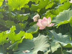 -四川大学(华西校区)