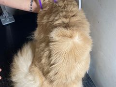 -PETKIT小佩宠物·低压洗护(国顺东路店)