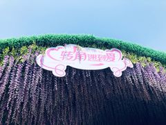 -荷兰花海