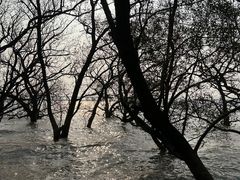 -宝安西湾红树林湿地公园