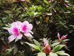 -铁山坪森林公园