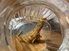 -果松木炭酸菜铜火锅·外婆参鸡汤