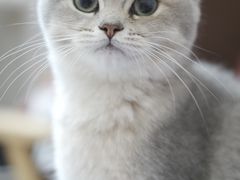 -lincat·猫舍(广州店)