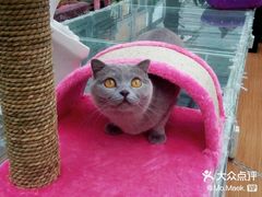 -猫小院猫主题餐厅(南锣旗舰店)