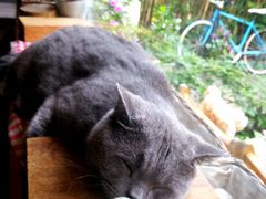-海边的猫和咖啡馆