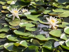 -白塘生态植物园