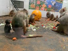 -西安秦岭野生动物园