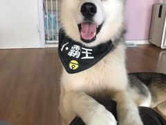 -Husky Go! 哈士奇体验馆·宠物咖啡厅狗咖