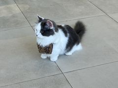 -怪兽屋·羊驼·猫咖·狗咖(俊华广场店)