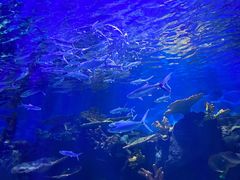 -华夏文旅海洋公园