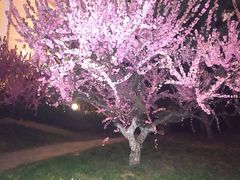-海棠花溪(元大都城垣遗址公园)