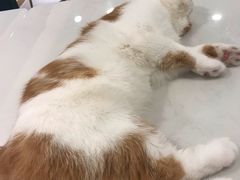 -飞行喵MR PILOT|猫舍·猫咖(静安大融城店)