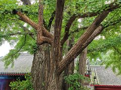 -红螺寺
